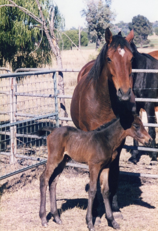 Scruples and her first foal, Sizzel