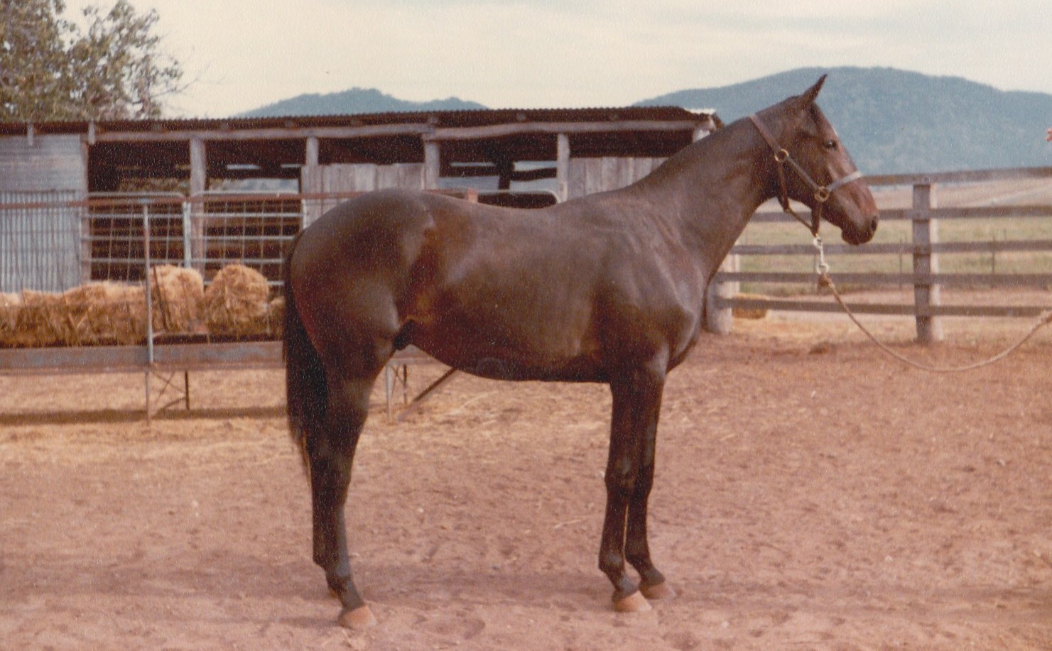 Nabinabah Challenger as a weanling